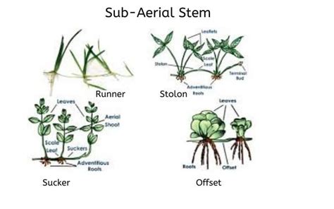 Explained! Plant Stem: Parts of a Stem, Types & Functions of Stem