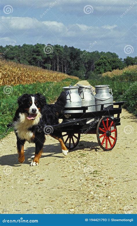 BERNESE MOUNTAIN DOG, ADULT PULLING a CART with MILK CHURN Stock Image ...