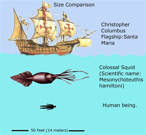 Types of Mollusk: Snails, Bivalves, Squid, and More | Owlcation