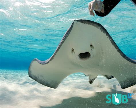 Sand Bar at Stingray City, Grand Cayman, Cayman Islands - Cayman Islands