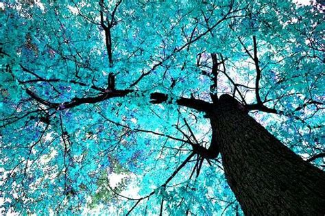 Blue Blossom Tree | Amazing World | Pinterest