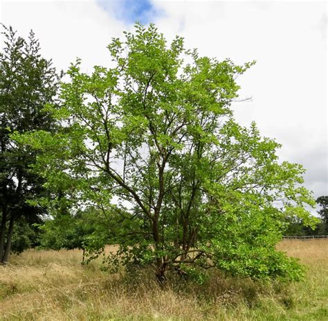 Mulberries - Tree Guide UK - Mulberry tree identification