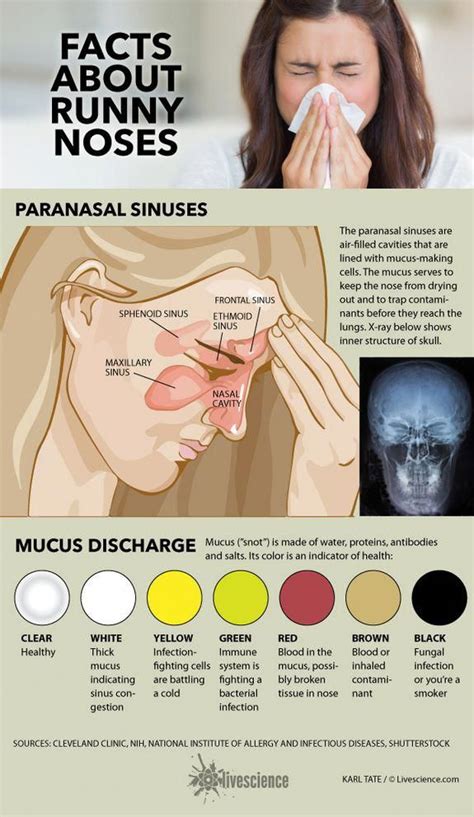 Diagram of sinuses and chart of mucus colors. #HealthCareTips in 2020 ...