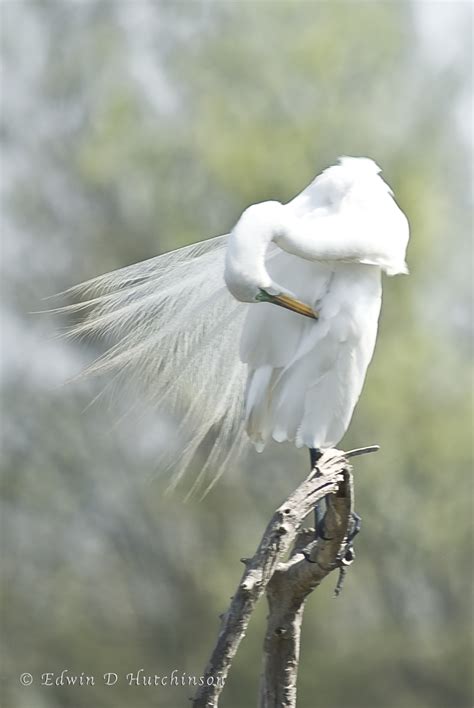 Great White Egret "Painting" - Pentax User Photo Gallery