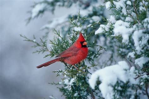 Cardinal Bird HD Wallpapers New Tab – Impressive Nature