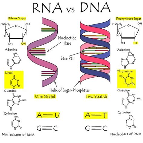 [DIAGRAM] Editing Rna Diagram - MYDIAGRAM.ONLINE