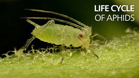 Aphid Life Cycle