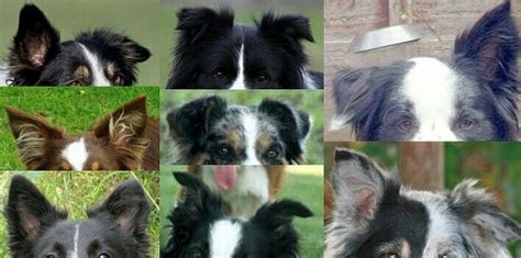 Tipos de orelhas / Ears types Border Collie. #bordercollie #dog # ...