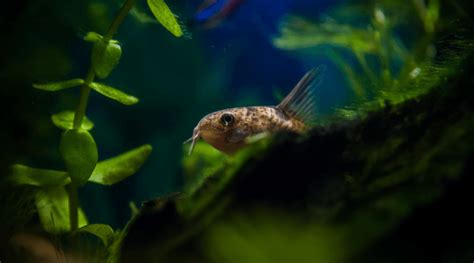 Cory Catfish (Corydoras): Expert's Care & Breeding Guide