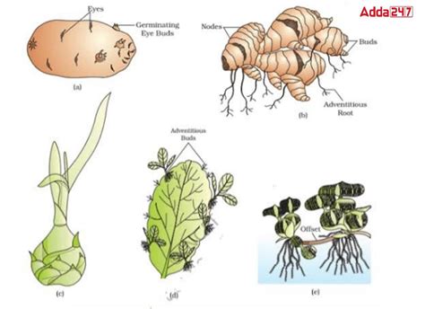 Vegetative Propagation Examples, Meaning, Define, Advantage