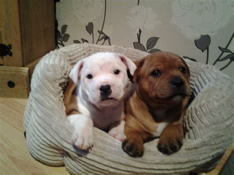 Staffordshire Bull Terrier Puppies - Puppy Dog Gallery