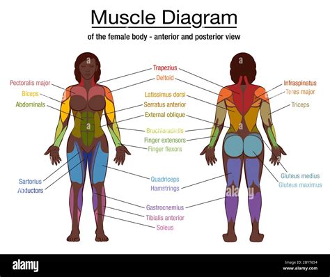 Muscle Diagram Labeled