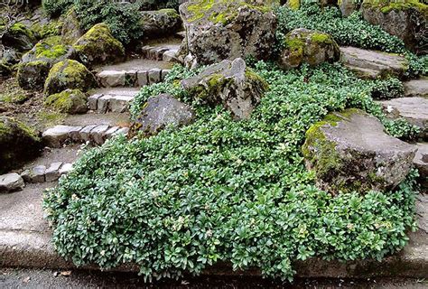 How To Grow A Lush Green Carpet Of Japanese Spurge - The Homey Space