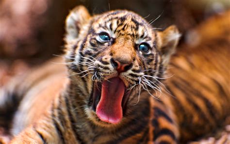 Taronga Zoo Tiger Cubs: Three New Sumatran Tigers Born In Sydney