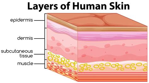 Layers Of The Human Skin