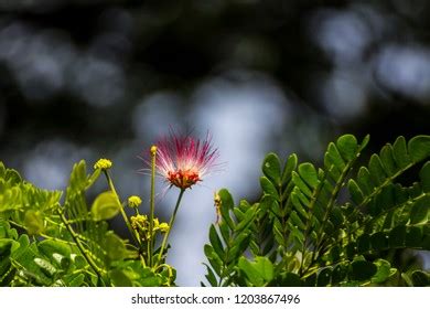 Rain Tree Flowers Albizia Saman On Stock Photo 1203867496 | Shutterstock