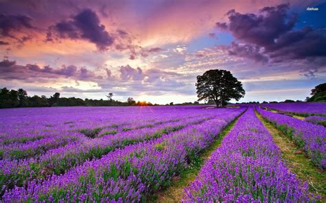 Lavender Field Sunset Wallpapers - Top Free Lavender Field Sunset ...