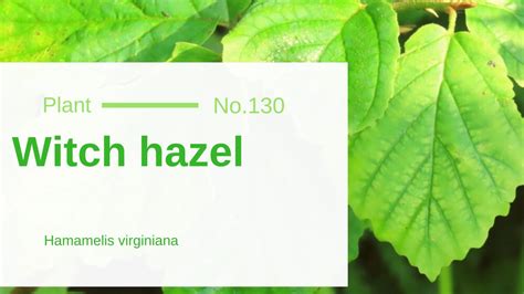 Witch Hazel - Hamamelis Virginiana: Edible & Medicinal Uses of the Most ...