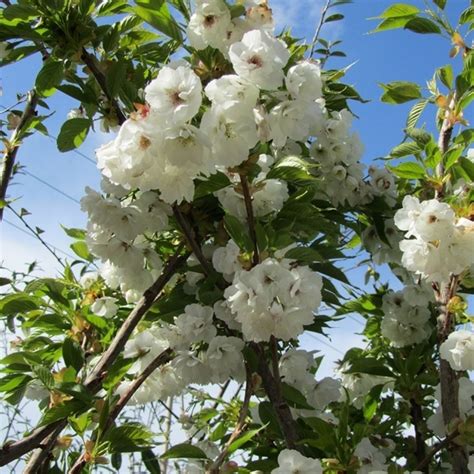 Prunus Shirotae - Mount Fuji Flowering Cherry Tree | Free UK Delivery ...