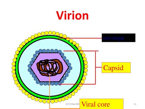 PPT - Medical Virology Introduction PowerPoint Presentation, free ...