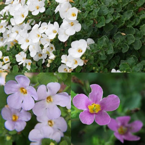 Sutera Cordata How To Grow Care, 50% OFF | savco.net