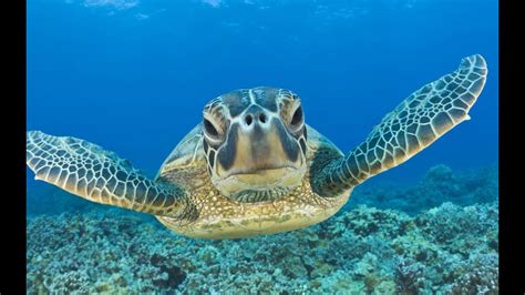 SEA TURTLE EXPLORATION - Titusville FL Chamber of Commerce