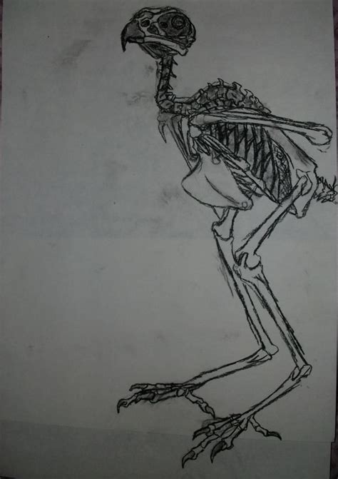 Red-Tailed Hawk Skeleton by Volturon on DeviantArt