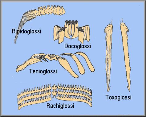 Palaeos Metazoa: Mollusca: Gastropoda: The radula