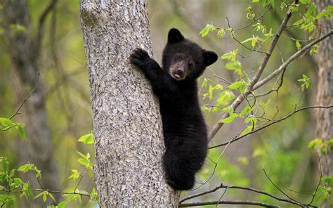 Download wallpapers little black bear cub, forest, wildlife, bears ...