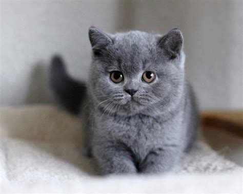 British Shorthair: 7 Reasons To Own This Cat Breed - Irish Boxing