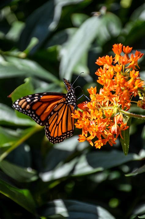 Monarch Butterfly Habitat — Heritage Garden