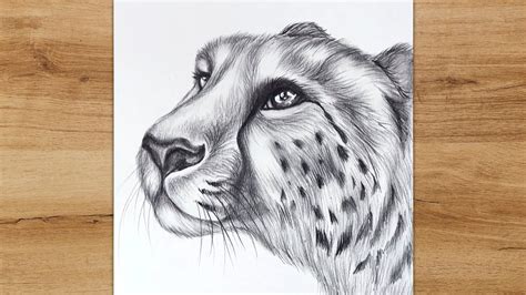 How to Draw a Realistic Cheetah Head | Cheetah Face Drawing | Step by ...