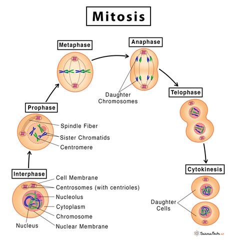 Mitosis Stages