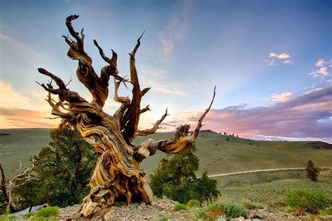 Methuselah, White Mountain, California | Methuselah Tree, Br… | Flickr