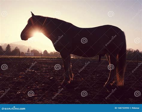 Horses on Meadow with Rest of Dry Autumn Grass Stock Image - Image of ...