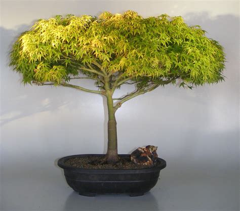 Dwarf Japanese Maple Bonsai Tree(acer Palmatum 'Capercis Dwarf ...