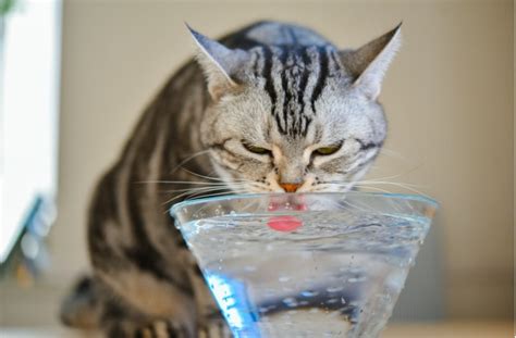 The Cons of Using a Water Fountain for your Cat