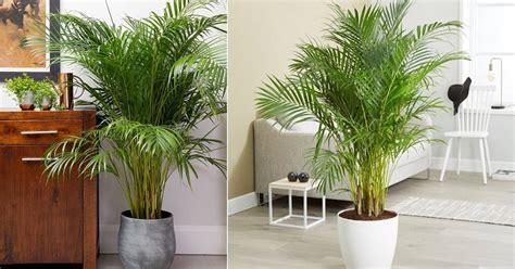 Growing Areca Palm Indoors | How to Grow Areca Palm