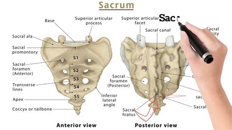 Sacrum Anatomy| Sacrum and Coccyx| Vertebrae of Sacrum| Sacral Hiatus ...