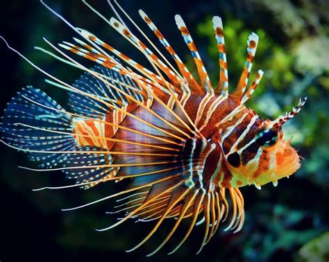 HD Beautiful Lionfish Wallpapers - HD Desktop Wallpaper | Lion fish ...