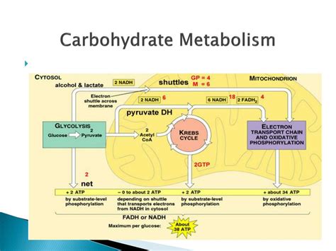 Carbohydrate Metabolism Pathway