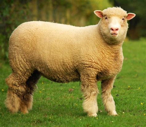 Breeds of Livestock: Sheep