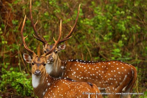 Magnificent Antlers of the Spotted Deer - Be On The Road | Live your ...