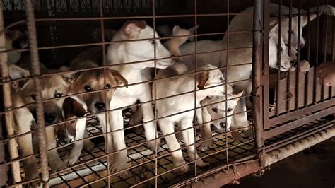 Petition · Bucheon, Korea, Shut down illegal dog meat farms ...