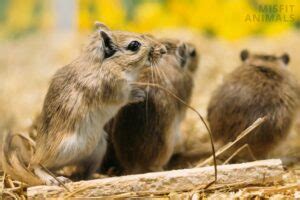 Gerbil Breeding: A Complete Guide To Breeding Gerbils