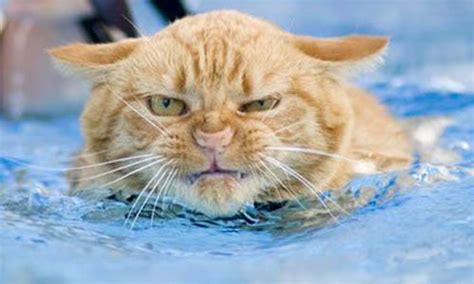 Cats Love Water » Funny, Bizarre, Amazing Pictures & Videos