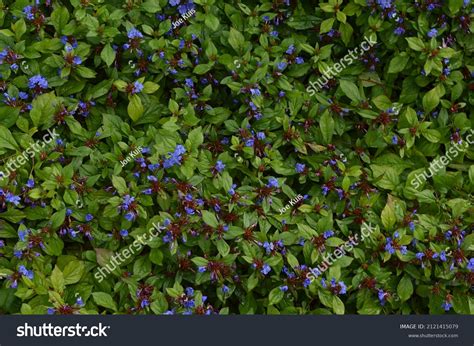 126 Ceratostigma plumbaginoides Images, Stock Photos & Vectors ...