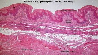 Histology of pharynx & larynx | PPT