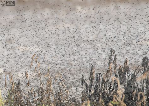 A swarm of Brine flies | Focusing on Wildlife