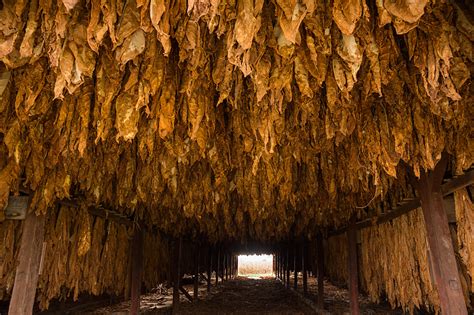 Kentucky tobacco farm at harvest » Travel Photography Blog